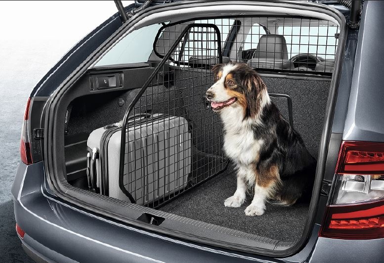 Viaggiare in auto con il tuo cane: consigli e obblighi